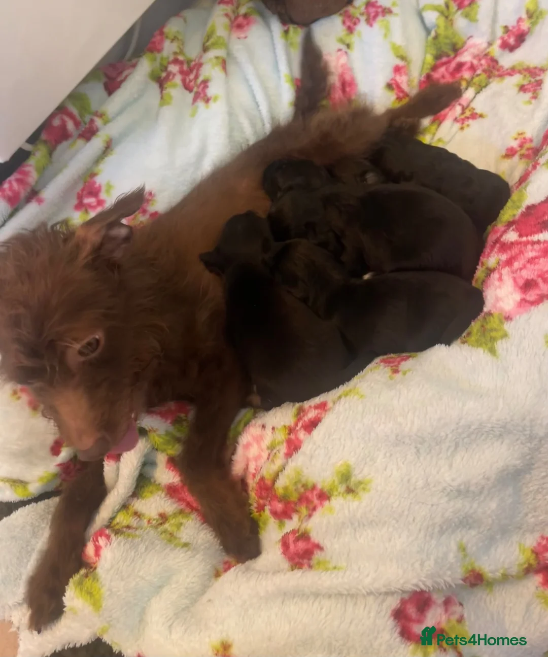 Jackapoo dogs for sale: Quality Jack Russel/Jackapoo Puppies 🐶  - Advert 10