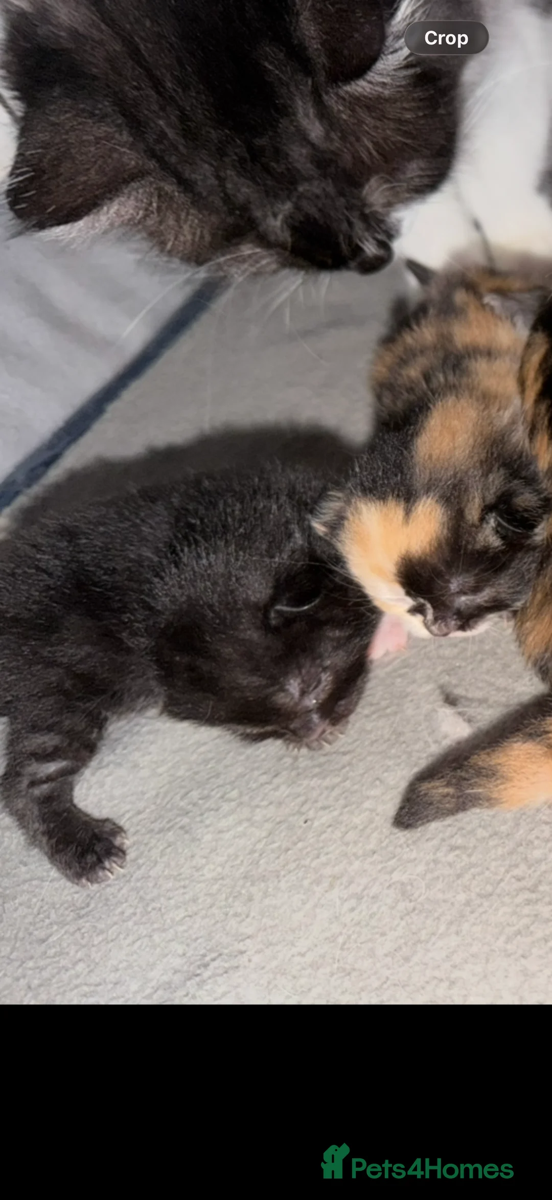 Persian cats for sale: Persian cross kittens - Advert 2