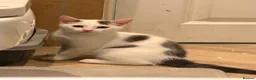 Mixed Breed cats for sale: Giant plant killers! - Advert 6