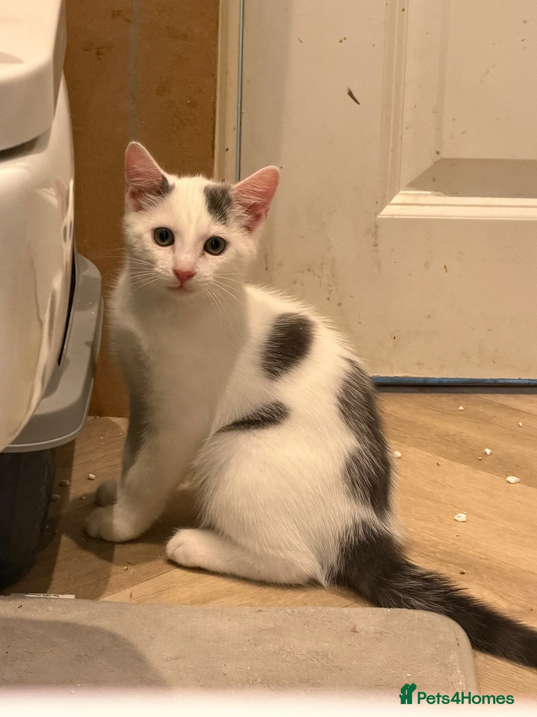 Mixed Breed cats for sale: Giant plant killers! - Advert 6