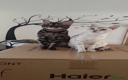 Bengal cats for stud: Charcoal brown bengal stud glitter coat  - Image 4