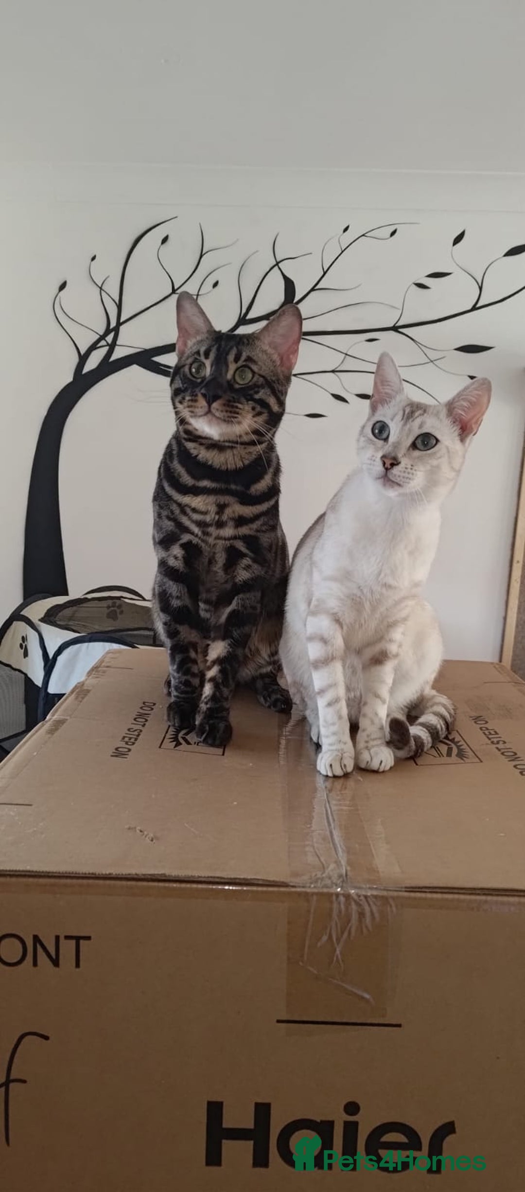 Bengal cats for stud: Charcoal brown bengal stud glitter coat  - Image 4