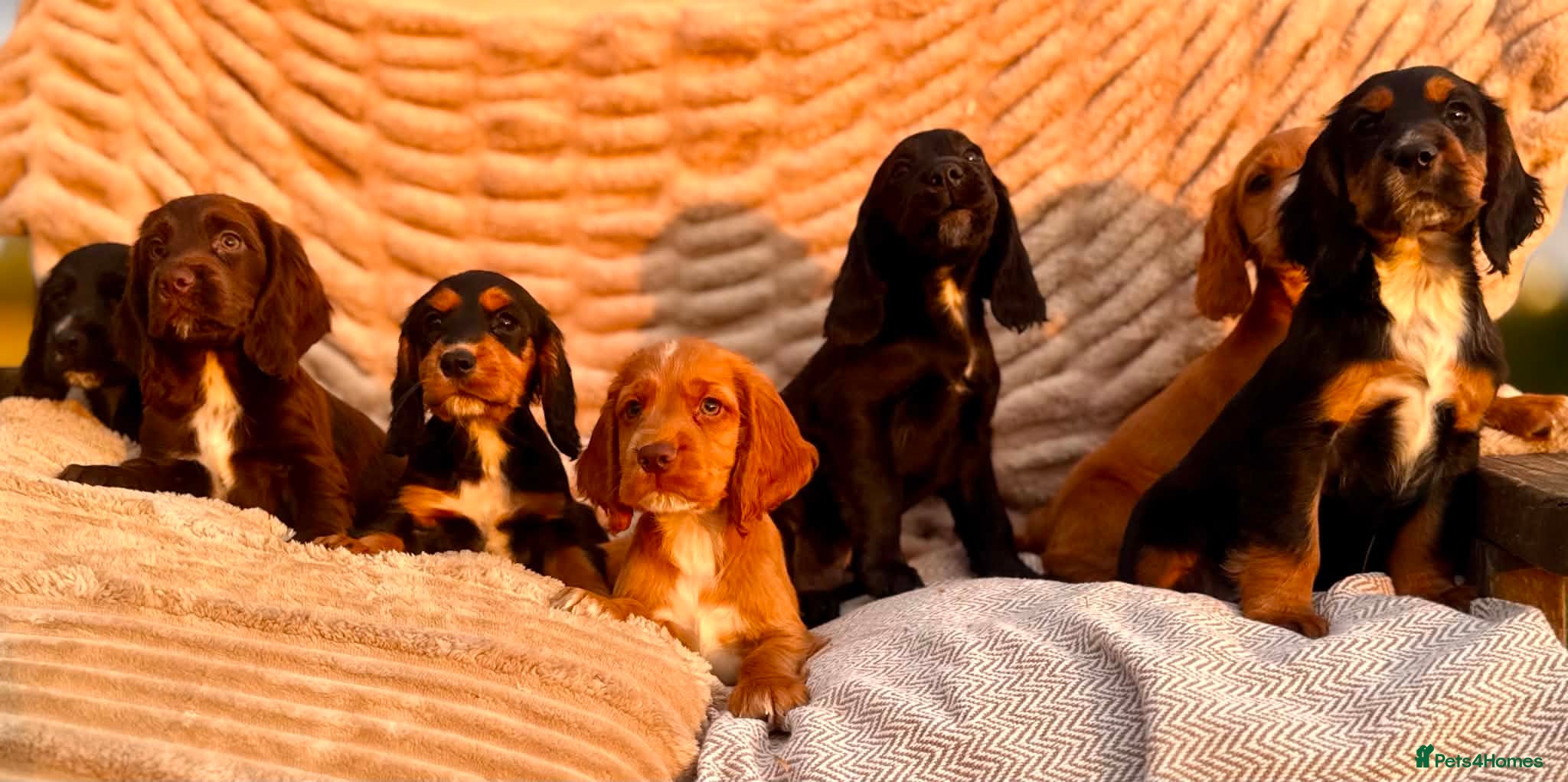 Cocker Spaniel dogs READY TO LEAVE! TOP KC WORKING COCKER PUPPIES - Advert 2