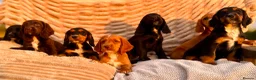 Cocker Spaniel dogs for sale: READY TO LEAVE! TOP KC WORKING COCKER PUPPIES in Ashbourne - Advert 2