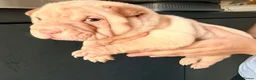 Shar Pei dogs for sale: Sharpei Puppies for sale  - Advert 28