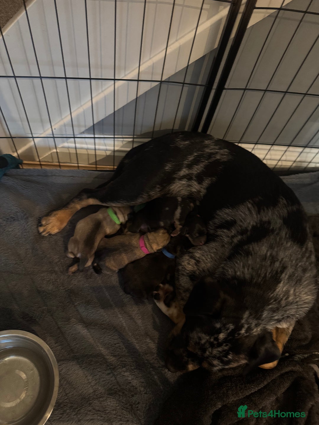 Mixed Breed dogs for sale: French Bulldog cross Manchester Terrier  - Image 18