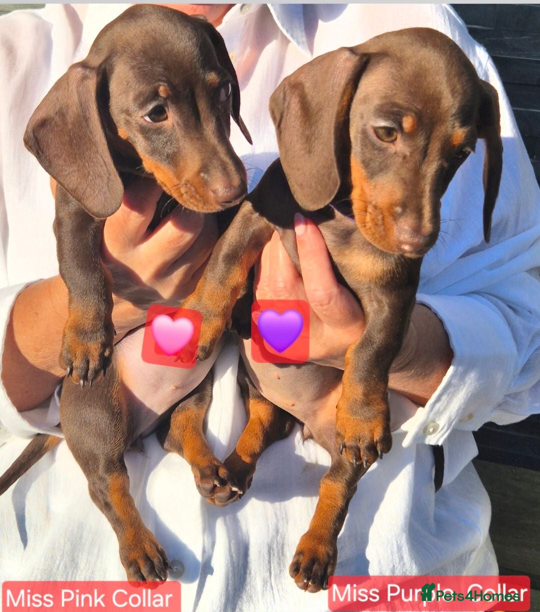 Miniature Dachshund dogs *KC Reg Miniature Dachshund Puppies available * - Advert 2