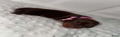 Pink Girl