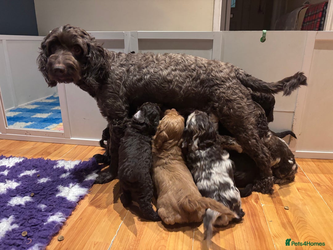 Sproodle dogs for sale: 10 fb2 Sproodles puppies  - Image 3