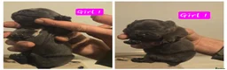 Staffordshire Bull Terrier dogs for sale: KC REG ROYAL REGIMENT BABIES - Advert 6