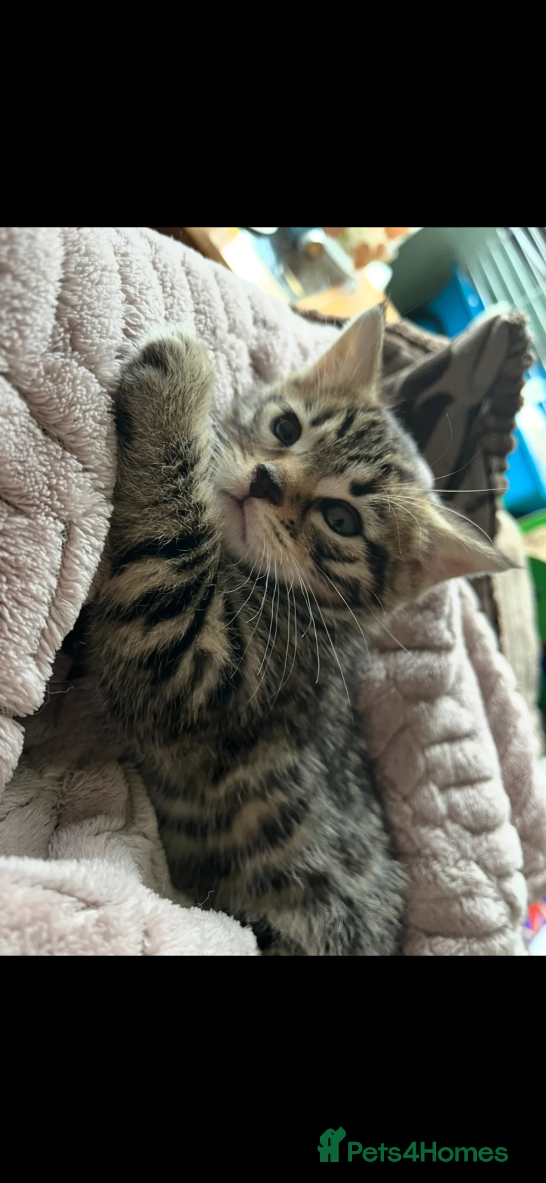 Bengal cats for sale: Beautiful Bengal / Ragdoll Cross  - Advert 2