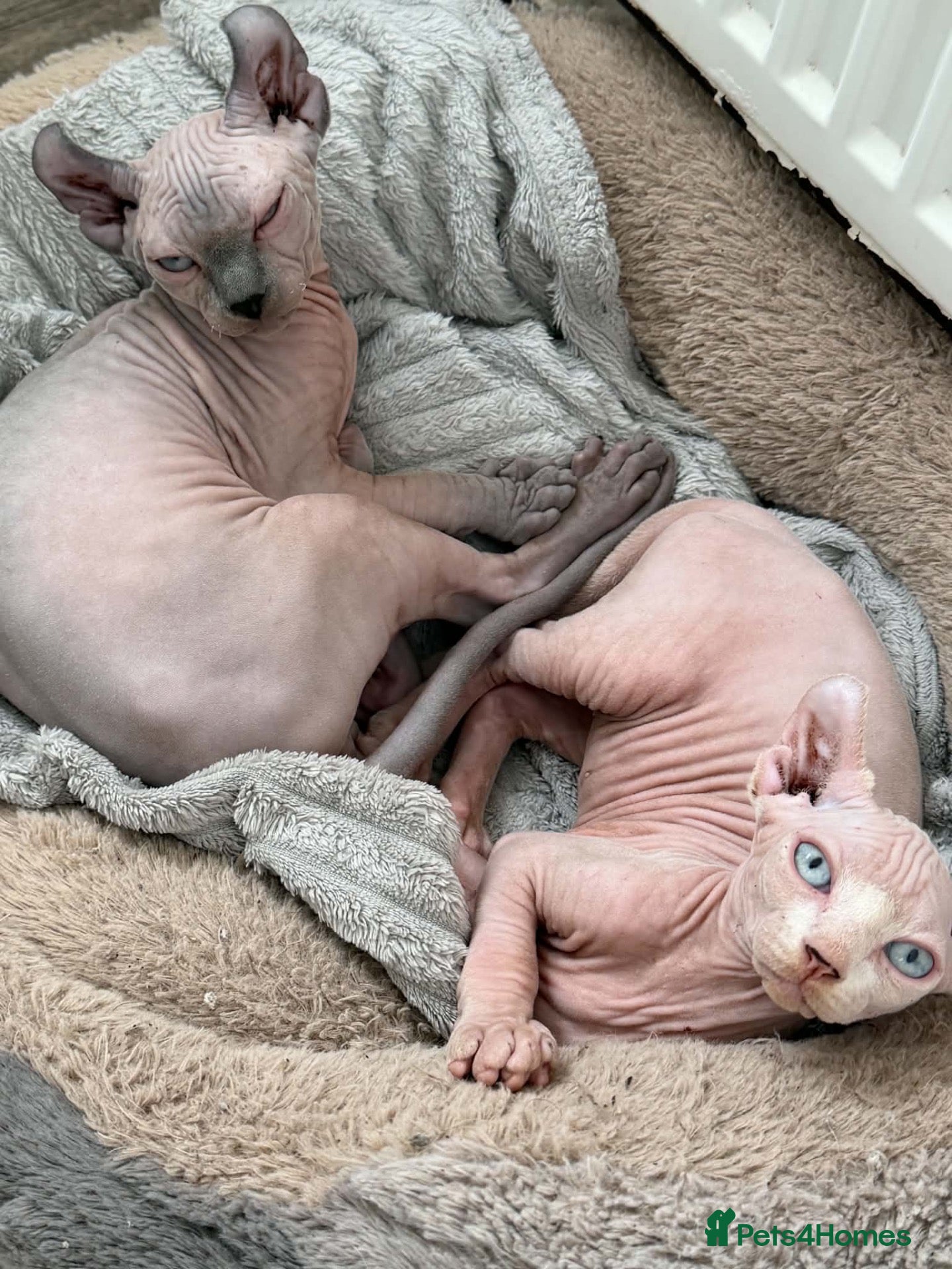 Sphynx cats for sale: 5 beautiful sphinxes looking for a loving home. - Advert 2
