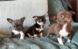 Chihuahua dogs for sale: ❤️Amazing Chihuahua Puppies - Image 8