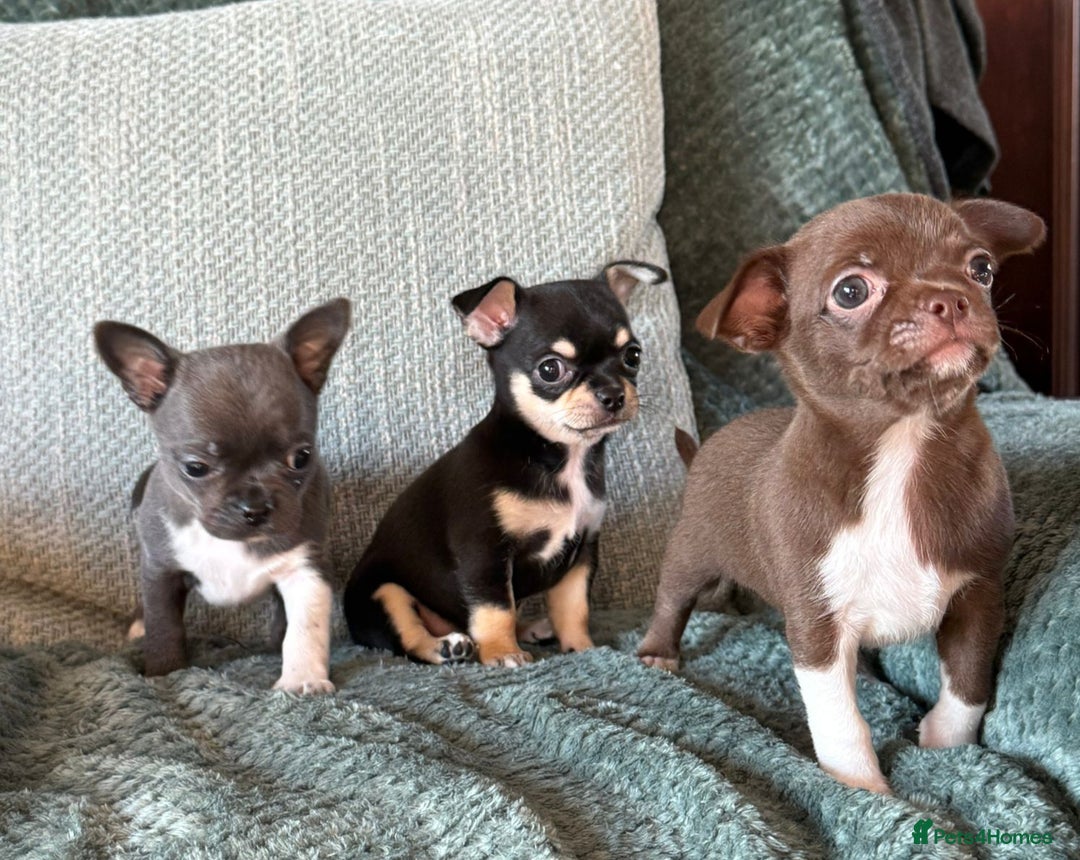 Chihuahua dogs for sale: ❤️Amazing Chihuahua Puppies - Image 8