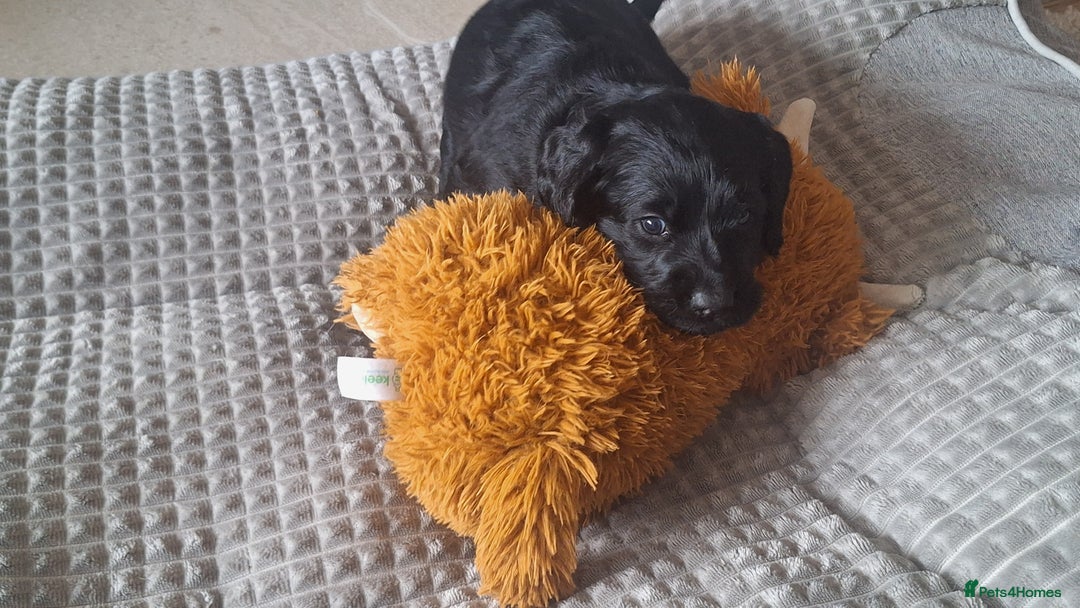 Labradoodle dogs for sale: Boy labradoodle  - Image 3