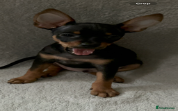 Russian Toy Terrier dogs for sale: For sale KC puppies - Image 11