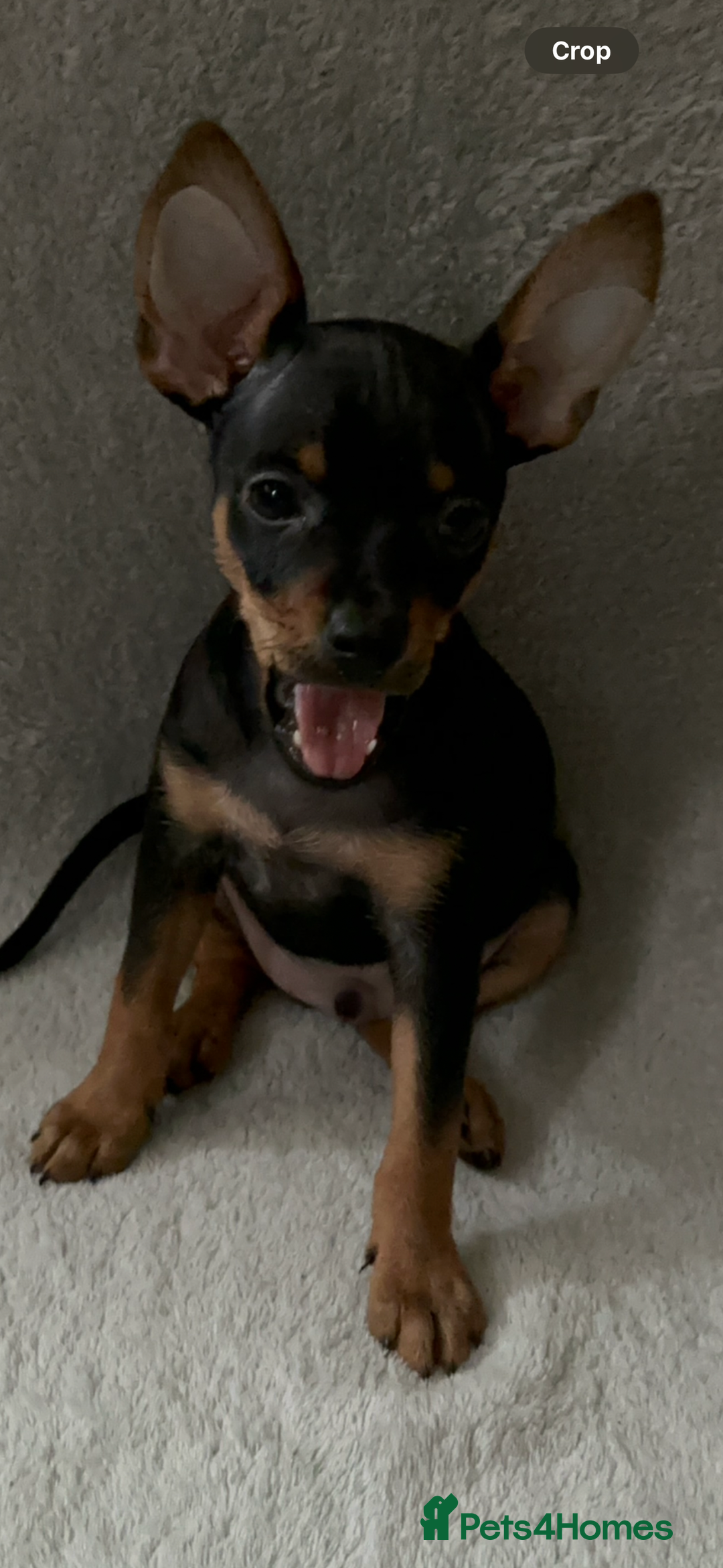 Russian Toy Terrier dogs for sale: For sale KC puppies - Image 11