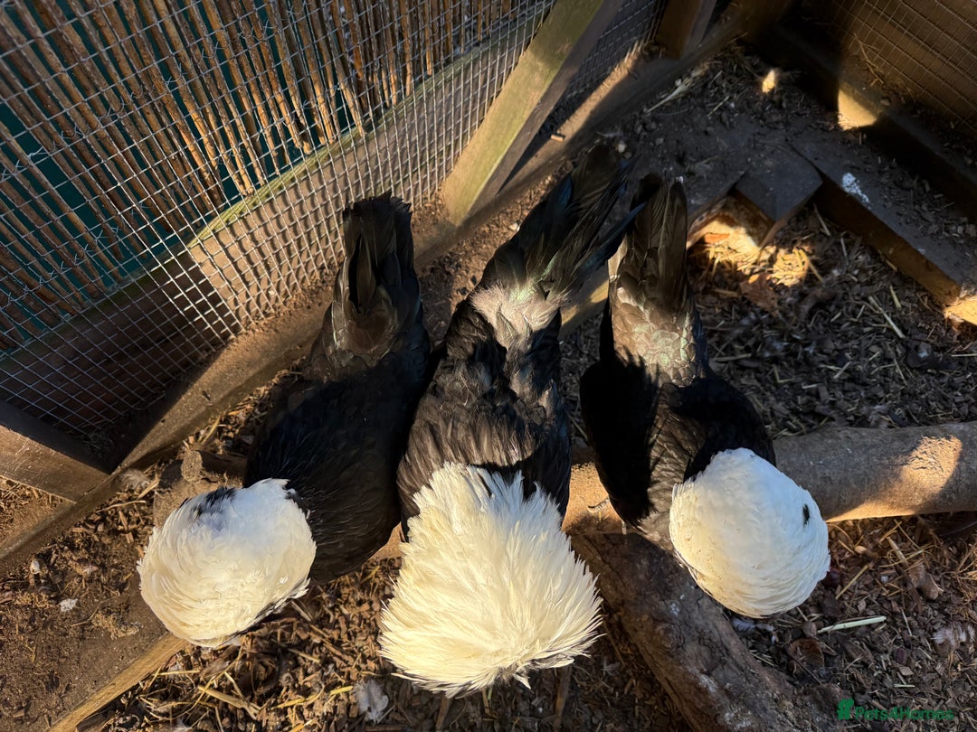 Chickens poultry for sale: Poland bantam breeding trios available - Image 5