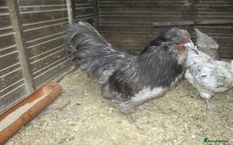 Hens poultry for sale: Blue/Splash Araucana Hens, in lay, March 2024 - Image 4