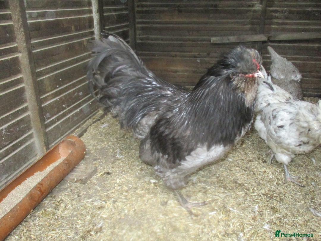 Hens poultry for sale: Blue/Splash Araucana Hens, in lay, March 2024 - Image 4