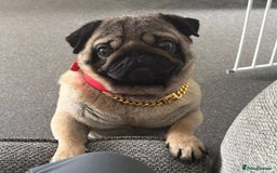 Pug dogs for sale: Stunning pug boy - Image 4
