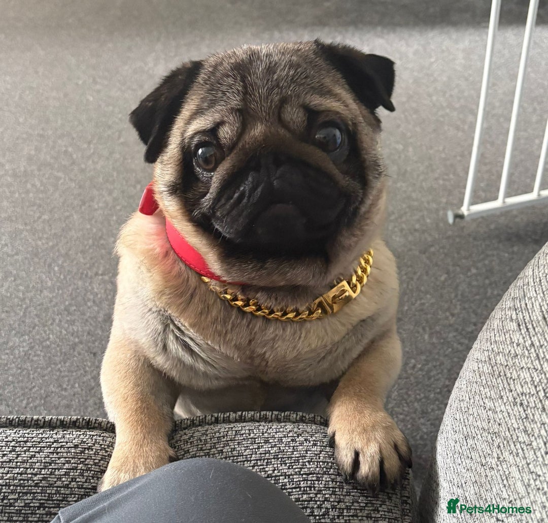Pug dogs for sale: Stunning pug boy - Image 4