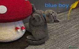 British Shorthair cats for sale: British Blue Shorthair kittens, GCCF pedigree - Image 18