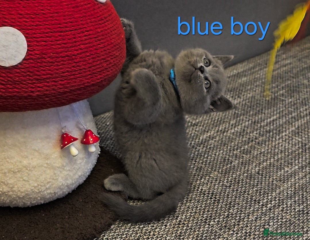 British Shorthair cats for sale: British Blue Shorthair kittens, GCCF pedigree - Image 18
