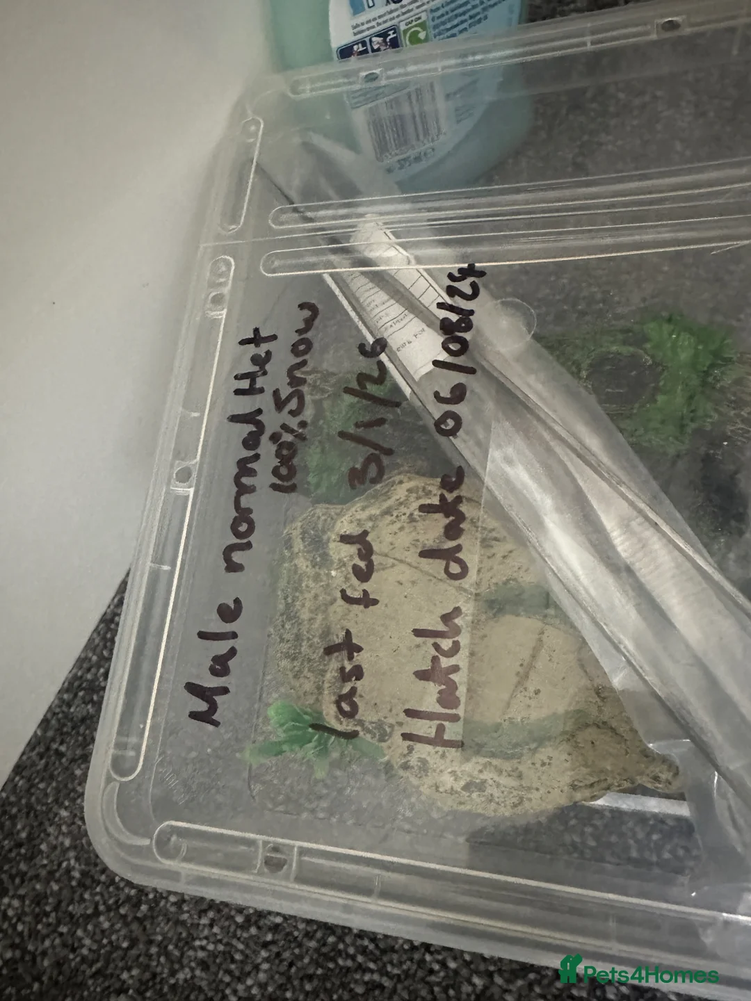 Snake reptiles for sale: male western hognose snake in Ludlow - Advert 8