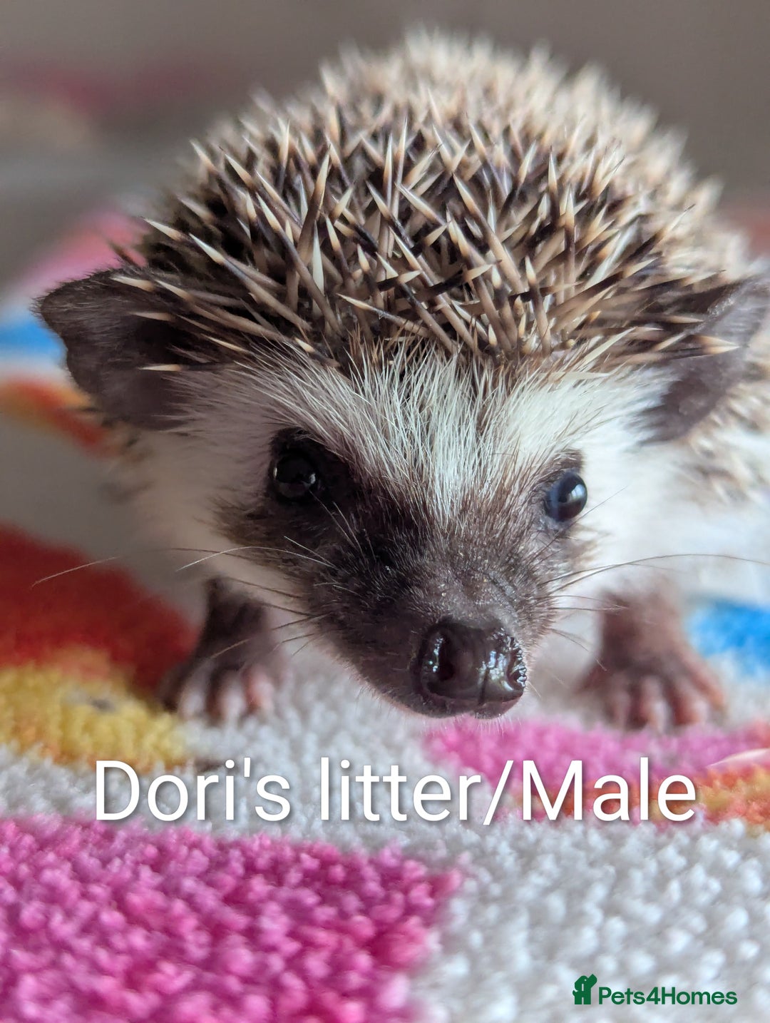 Pygmy Hedgehog rodents for sale: Beautiful Baby Hoglets/Ready Now - Advert 3