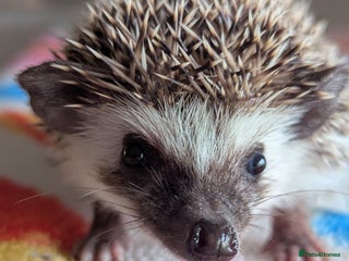 Pygmy Hedgehog rodents Beautiful Baby Hoglets/Ready Now - Advert 4
