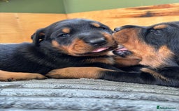 Dobermann dogs for sale: Doberman x Rottweiler pups  - Image 6