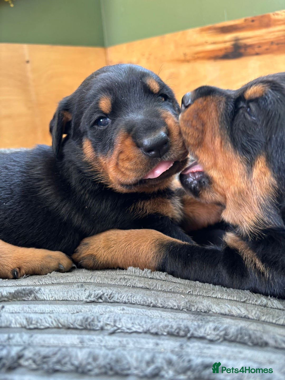 Dobermann dogs for sale: Doberman x Rottweiler pups  - Image 6