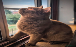 British Shorthair cats for stud: 💦CINNAMON BSH❣️GCCF & TICA active💙STUD 🩸Blood B - Image 5