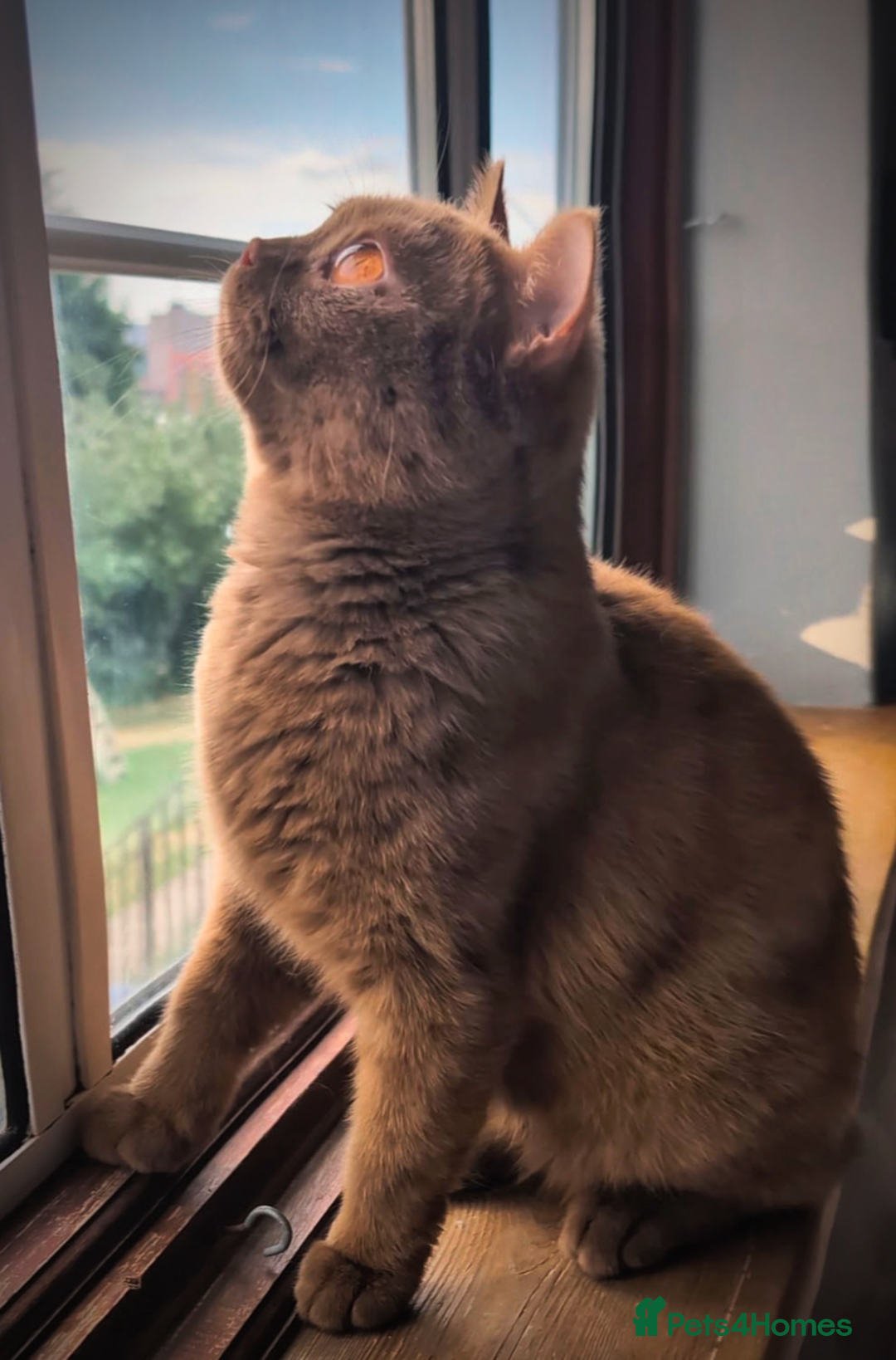 British Shorthair cats for stud: 💦CINNAMON BSH❣️GCCF & TICA active💙STUD 🩸Blood B - Image 5