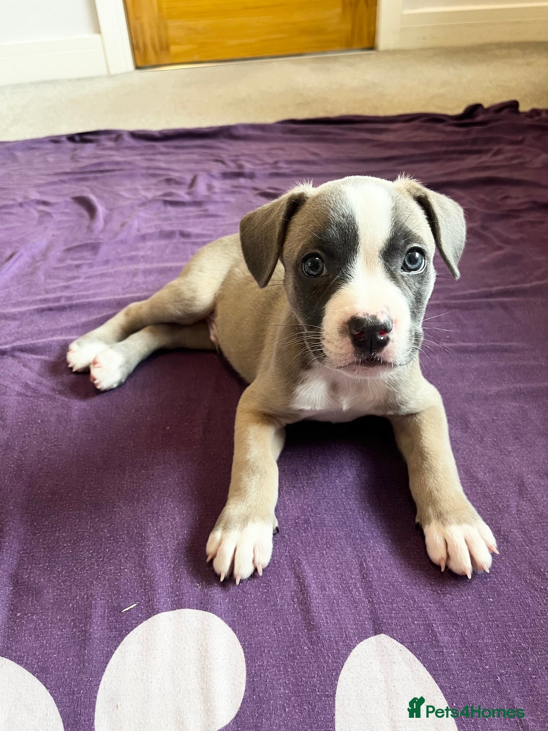 Mixed Breed dogs for sale: “FrenchieStaff” Puppy - Image 6