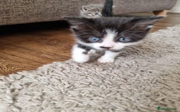 Domestic Shorthair cats for sale: Kittens for sale  - Image 10