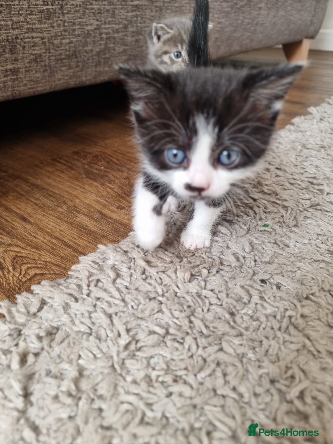 Domestic Shorthair cats for sale: Kittens for sale  - Image 10