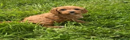 Cavapoo dogs for sale: Toy Cavapoo Puppies - Advert 20