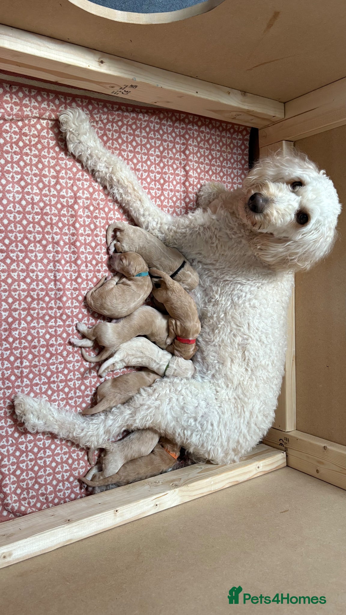 Goldendoodle dogs for sale: Golden doodle puppies from a loving home - Advert 12