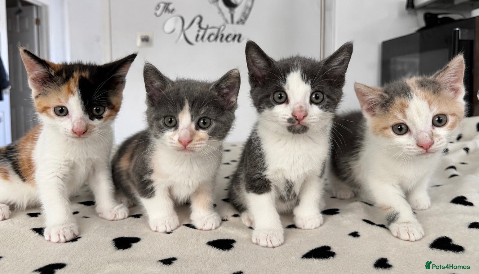 Mixed Breed cats Beautiful Calico and bicolour Kittens!! - Advert 1