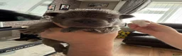 French Bulldog dogs for sale: Fluffy French bulldog puppies  - Advert 11