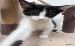 British Shorthair cats for sale: Fluffy 9-Week-Old Kittens – 1 Girl & 3 Boys Ready - Image 7