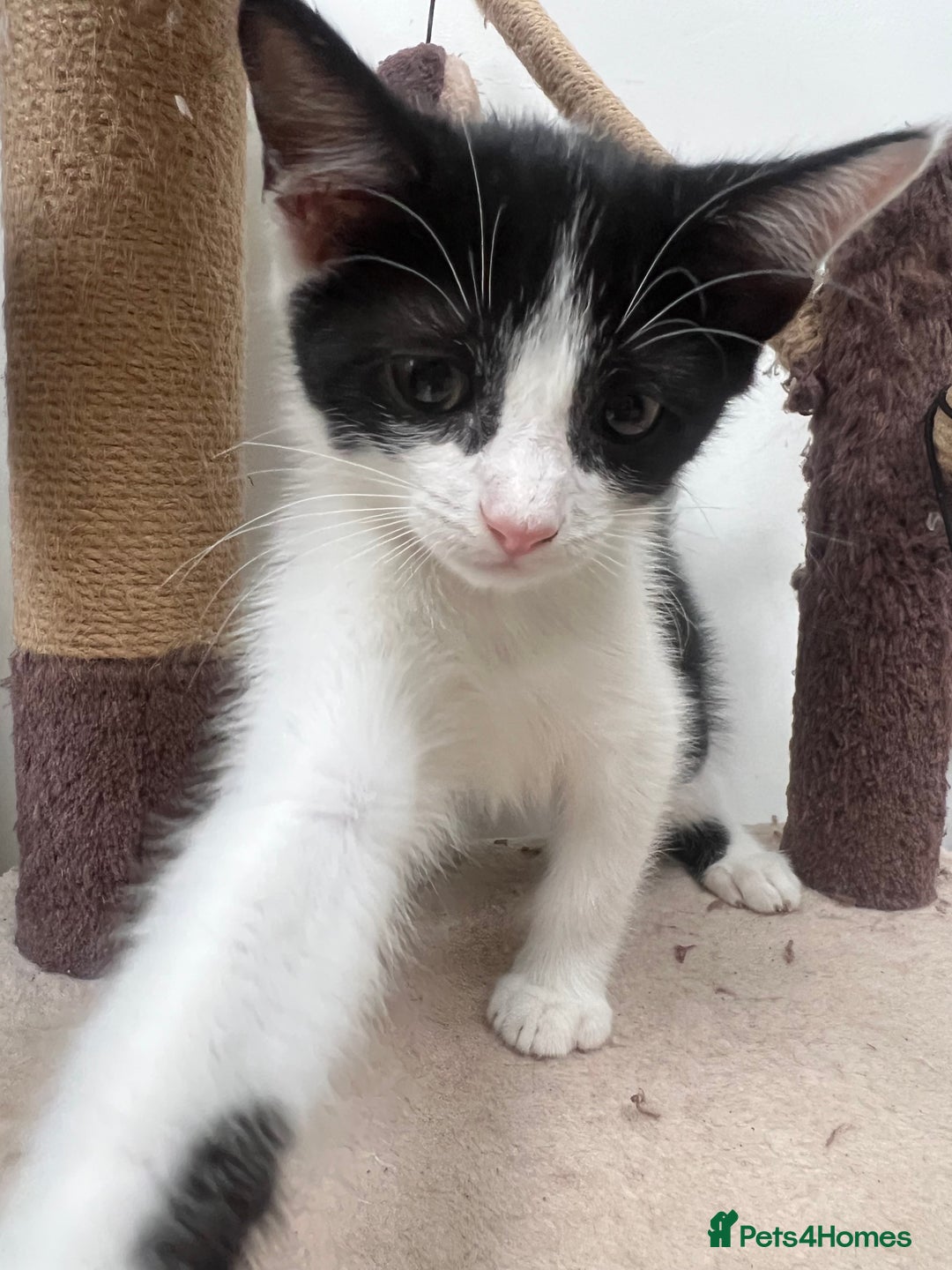 British Shorthair cats for sale: Fluffy 9-Week-Old Kittens – 1 Girl & 3 Boys Ready - Image 7