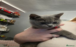 British Shorthair cats for sale: BSH kittens ready now vet checked - Image 16