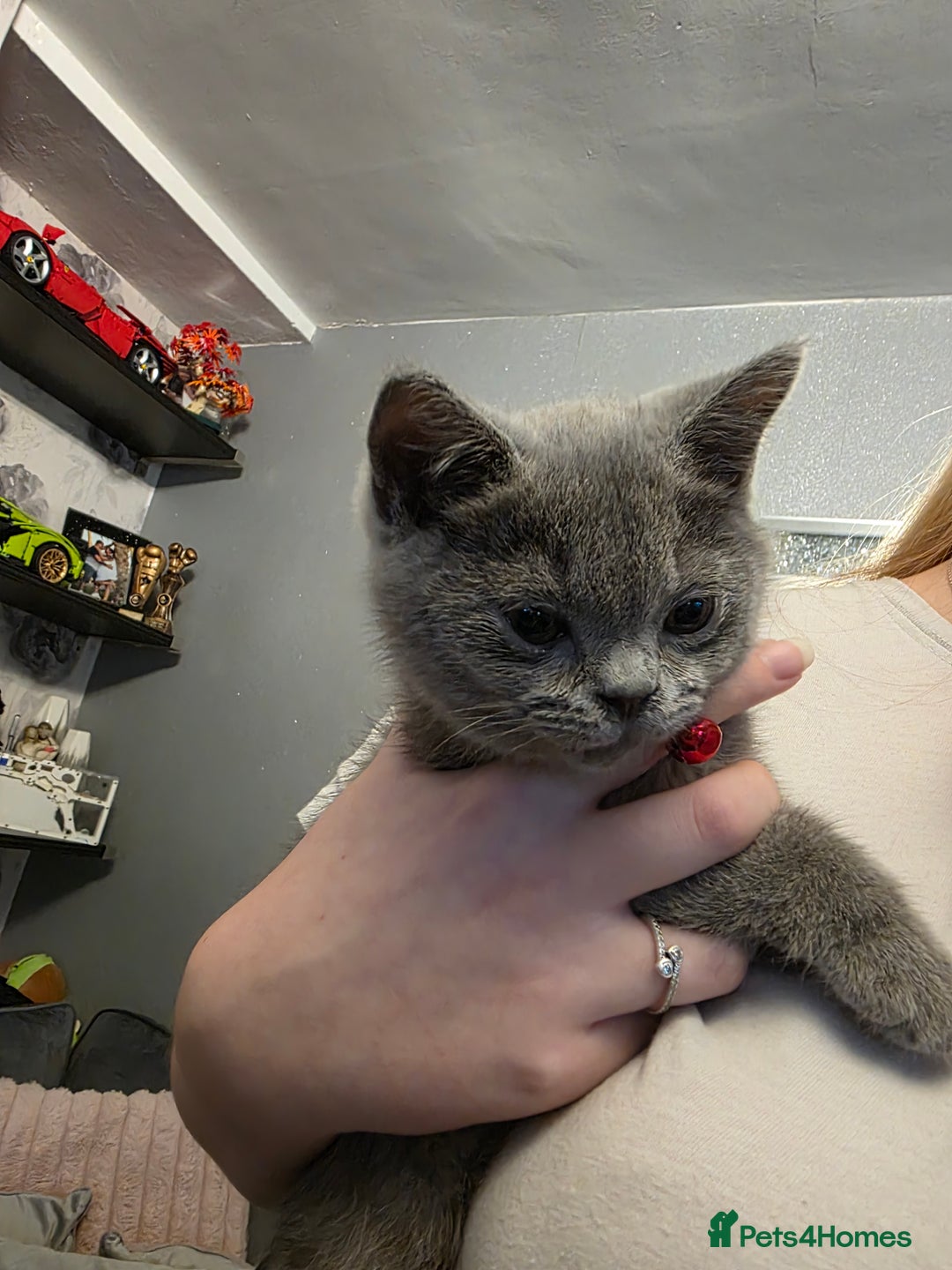British Shorthair cats for sale: BSH kittens ready now vet checked - Image 16