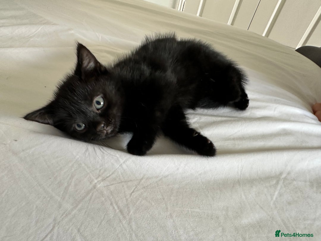 Domestic Shorthair cats for sale: For Sale! Three black cute and lovely kittens  - Image 8