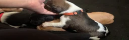 Mixed Breed dogs for sale: Seven sweet cavador puppies  - Advert 6