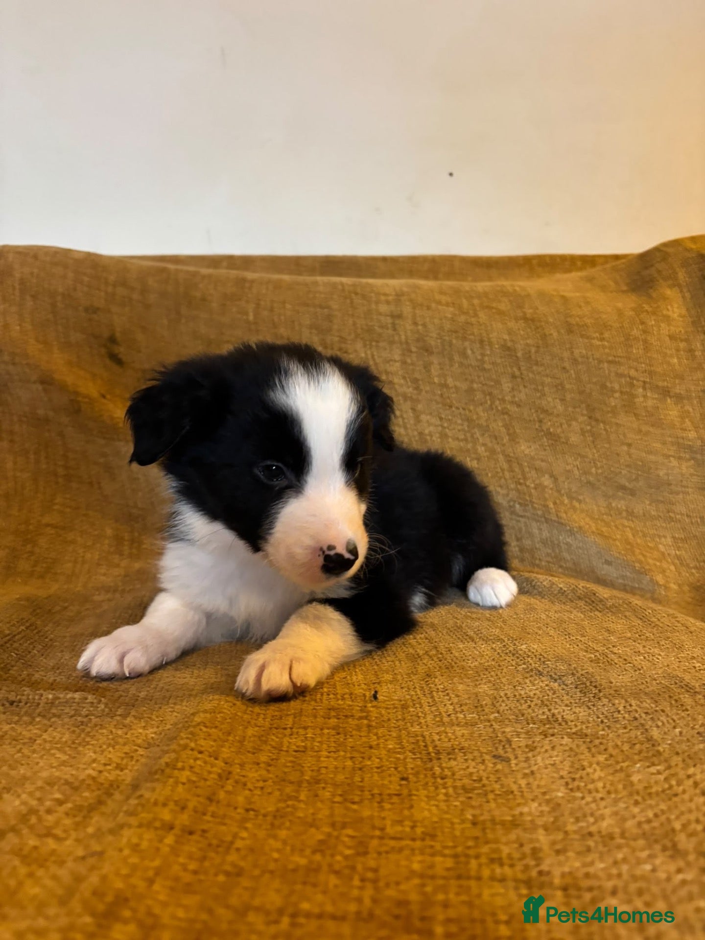 Border Collie dogs for sale: Fully health tested collie pups  - Advert 1