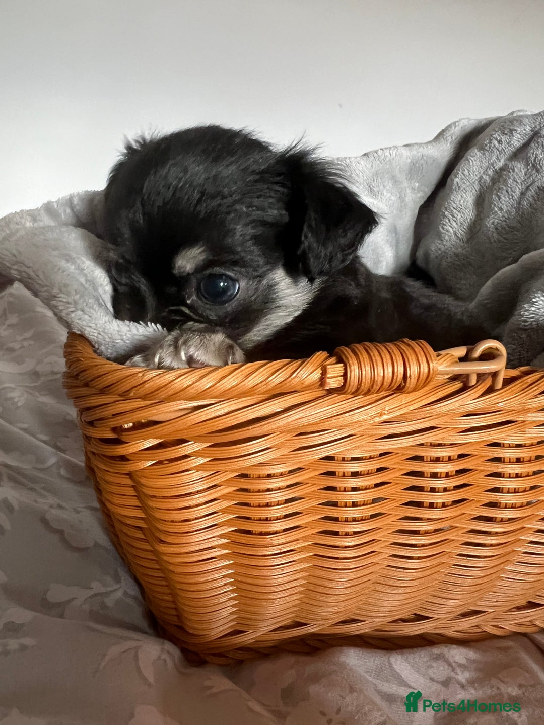 Chihuahua dogs for sale: Beautiful boy long hair Chihuahuas for sale  - Image 10